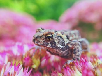 Close-up of insect on plant