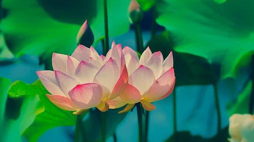 Close-up of lotus water lily