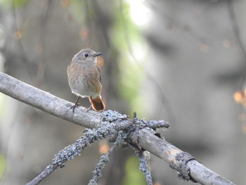 Close-up of bird perching on branch