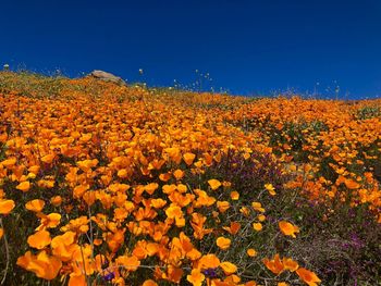 Scenic view of flowering plants on field against clear sky