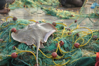 Close-up of stingray on fishing net