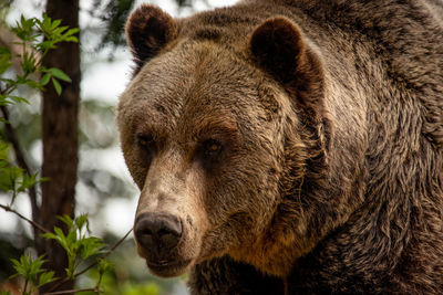 Close-up of grizzly bear