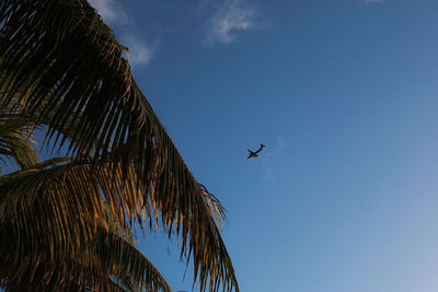 Low angle view of birds flying against blue sky