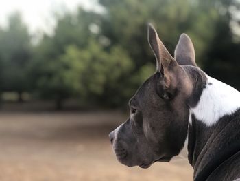 Close-up of a dog looking away