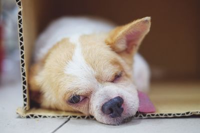 Close-up of puppy lying down