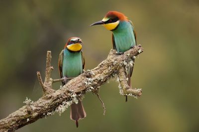 Close-up of bird perching on branch