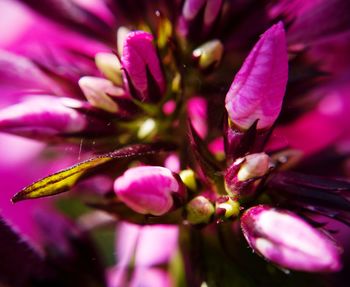 Close-up of pink flowering plant