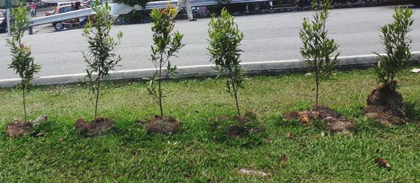 Plants growing on field