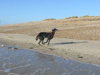 Dog on beach against clear blue sky