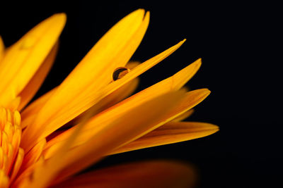 Close-up of yellow flower against black background