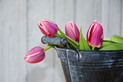 Close-up of pink tulip on wood