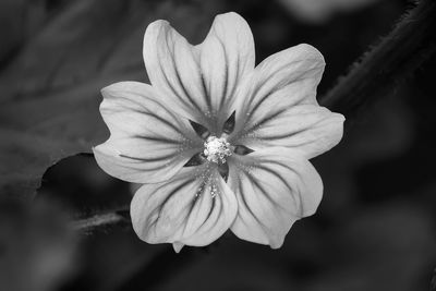 Close-up of flowering plant