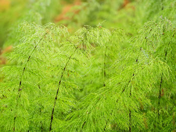 Green equisetum plants in a wetland