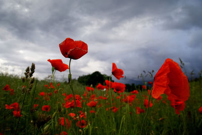 Close-up of red poppy flowers in field