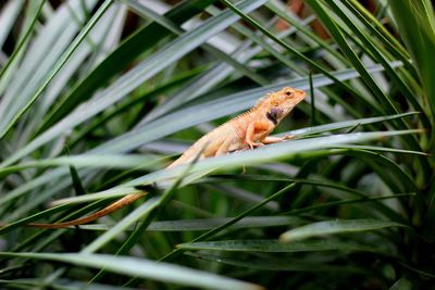 Close-up of lizard on grass