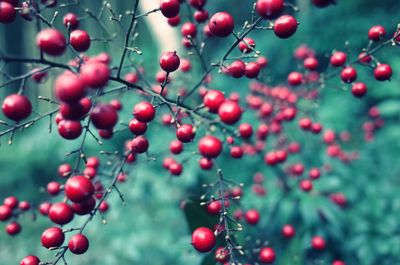 Close-up of wet berries growing on tree