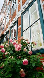 Low angle view of pink flowering plants by building