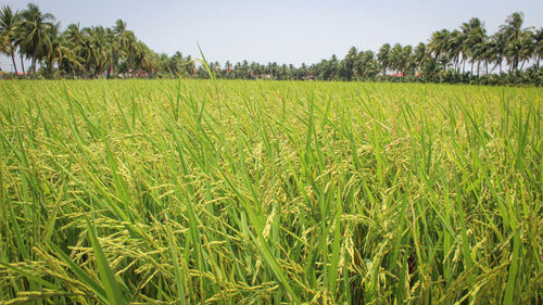 Scenic view of agricultural field against sky