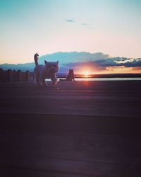 Silhouette dog sitting on beach against sky during sunset
