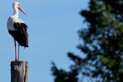 Low angle view of bird perching on wooden post