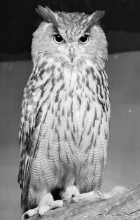 Portrait of owl perching outdoors