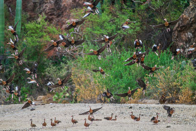 High angle view of pigeons flying