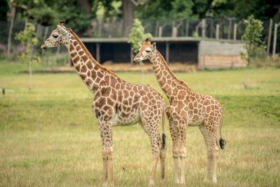 Giraffe against trees