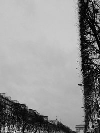 Low angle view of bare trees against sky