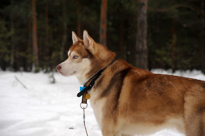 Dog looking away on snow covered land