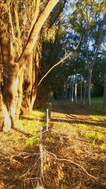 Trees on field in forest