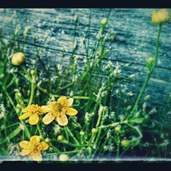 Close-up of yellow flowers blooming in park