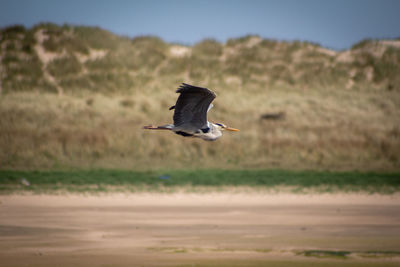 Bird flying over a land