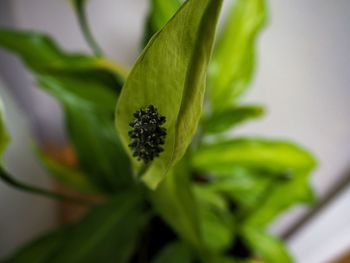 Close-up of flower bud