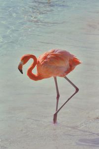 View of bird in water