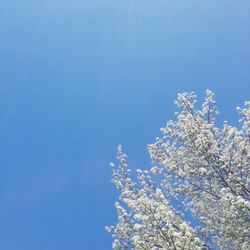 Low angle view of trees against clear blue sky