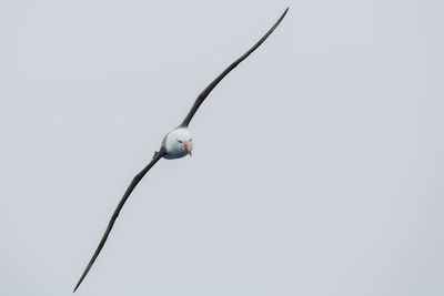 Low angle view of bird on cable against sky