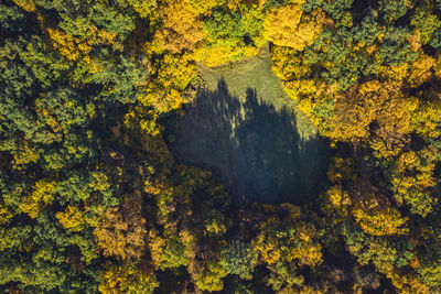 Aerial view of trees in forest during autumn