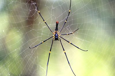 Close-up of spider and web