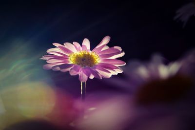 Close-up of pink flower