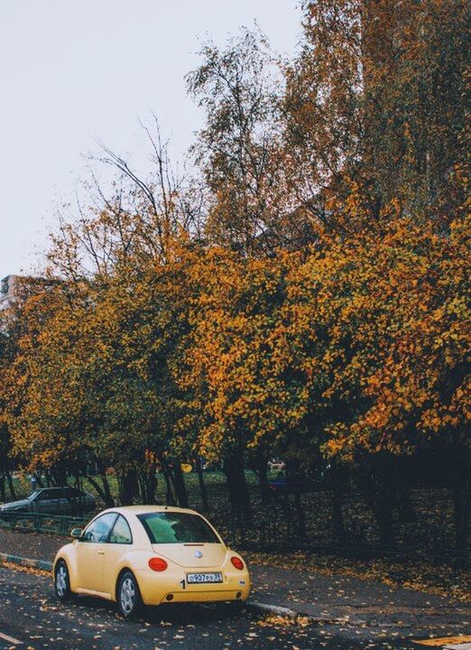 CAR ON ROAD BY AUTUMN TREES
