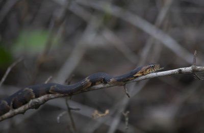 Close-up of lizard on branch