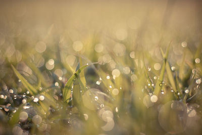 Close-up of raindrops on flowers