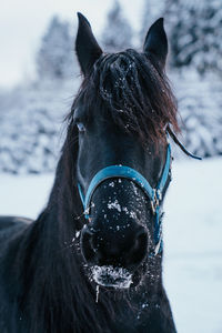 Close-up of a horse