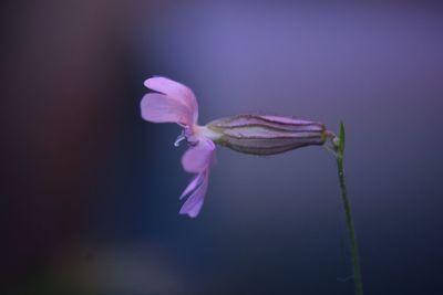 Close-up of pink flower