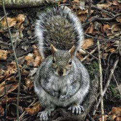 Close-up of squirrel