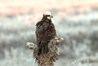 Close-up of eagle perching on branch