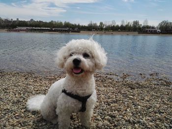 Portrait of dog against sky