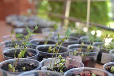 Close-up of potted plant