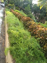 High angle view of plants growing on land