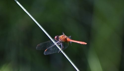 Close-up of butterfly flying